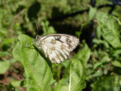 Papilionoidea