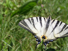 Papilionoidea