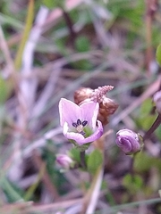 Gentianella magellanica