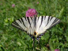 Papilionoidea