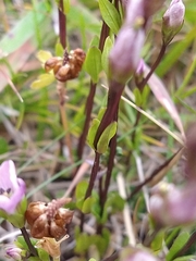 Gentianella magellanica
