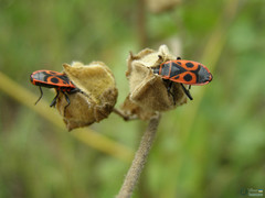 Pyrrhocoris apterus