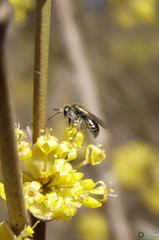 Andrena