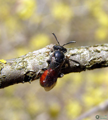Sphecodes