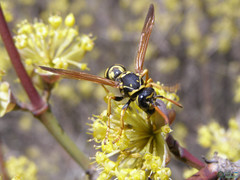 Polistes dominula