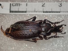 Carabus planatus