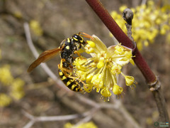 Polistes dominula