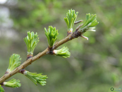 Larix decidua
