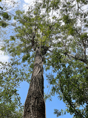 Leucaena pulverulenta