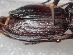 Carabus planatus
