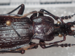 Carabus planatus