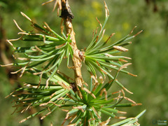 Larix decidua