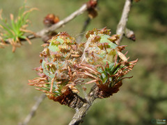 Larix decidua