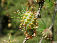 Larix decidua