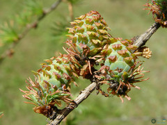 Larix decidua