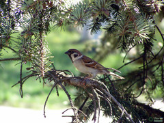 Passer montanus
