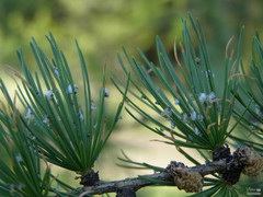 Larix decidua