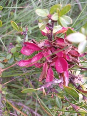 Puccinia magellanica