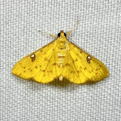 Archernis callixantha
