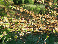 Larix decidua
