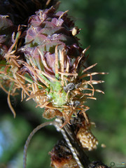Larix decidua
