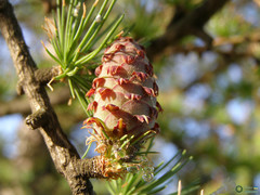 Larix