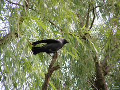 Corvus monedula