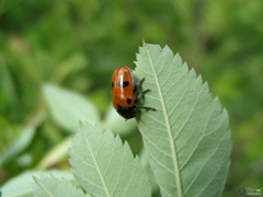 Clytra quadripunctata