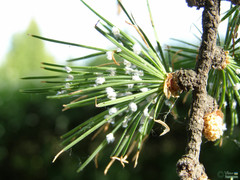 Pinus