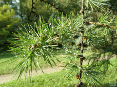 Pinus