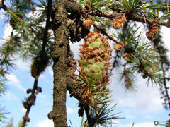Larix decidua
