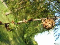 Larix decidua