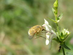 Bombyliidae