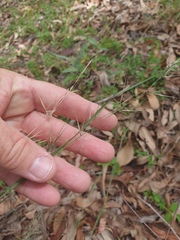 Aristida calycina