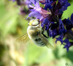 Melitturga clavicornis