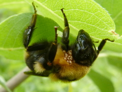 Bombus czerskii