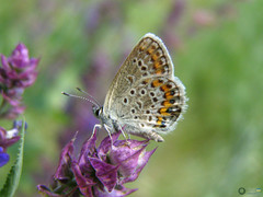 Plebejus argus