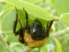 Bombus czerskii