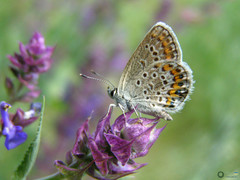 Plebejus argus