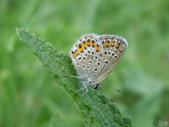 Plebejus argus