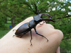 Lucanus cervus