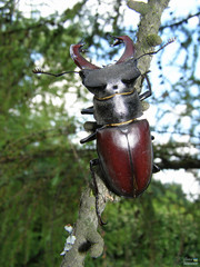 Lucanus cervus