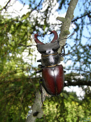 Lucanus cervus