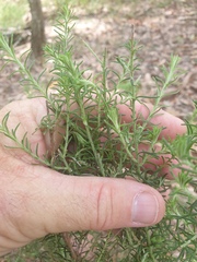 Cassinia laevis