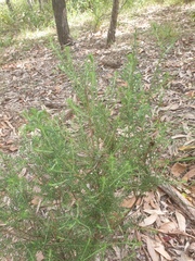 Cassinia laevis