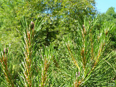 Pinus