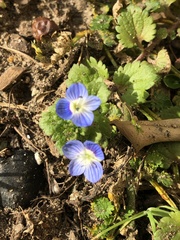 Veronica persica
