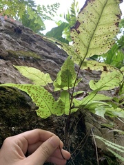 Tectaria heracleifolia