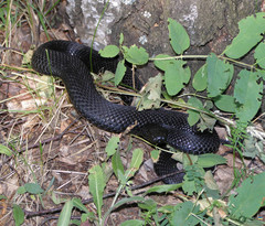Vipera berus