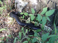 Vipera berus
